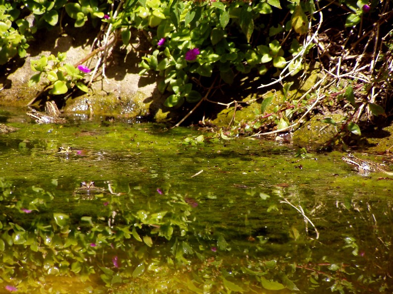 Il Laghetto del Centro di Entomologia - Piombino (LI)